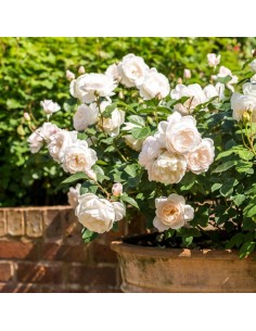 ROSAL DAVID AUSTIN DESDEMONA