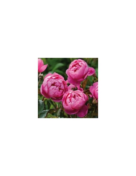 ROSAL DAVID AUSTIN ROYAL JUBILEE