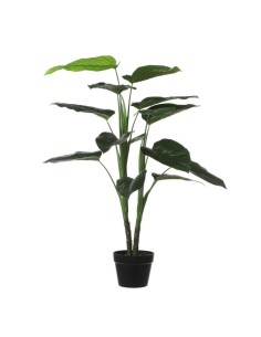PHILODENDRON  VERDE EN MACETA H100XD70CM