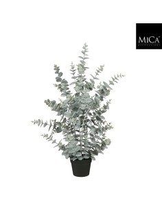 EUCALYPTUS  EN MACETA 20X15CM 2
