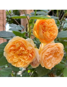 ROSAL DAVID AUSTIN BRING ME SUNSHINE