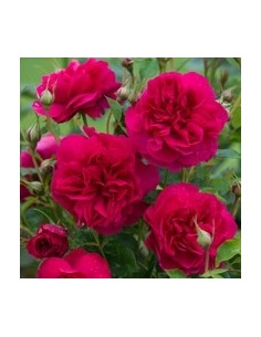 ROSAL DAVID AUSTIN THOMAS A BECKET