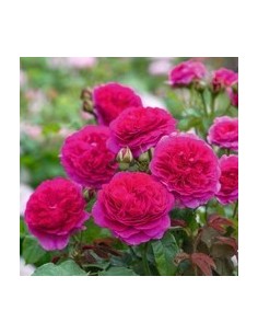 ROSAL DAVIS AUSTIN GABRIEL OAK