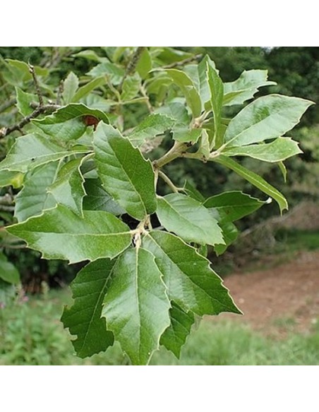 QUERCUS ILEX  10L