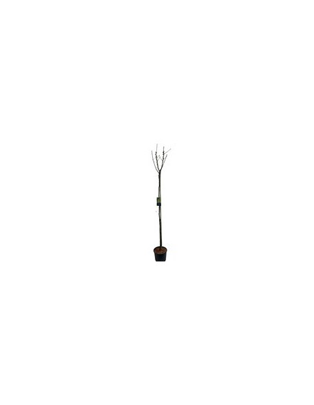 LABURNUM ANAGIROIDES C25