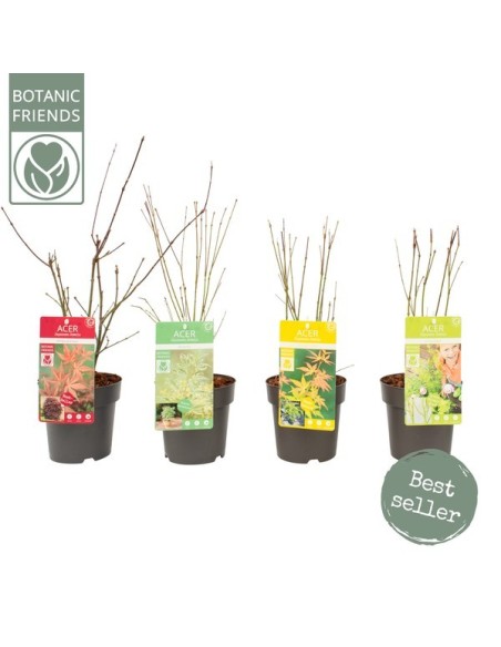 ACER PALM. MIX