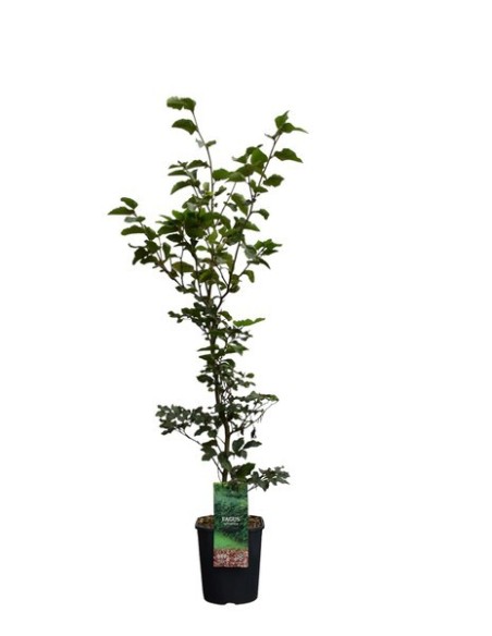 FAGUS SYLVATICA  " ATROPUCINEA" 7L CUADRADA 150/175