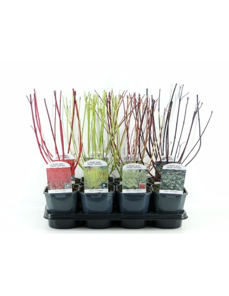 CORNUS KOUSA MIX