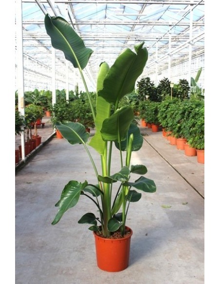 STRELITZIA