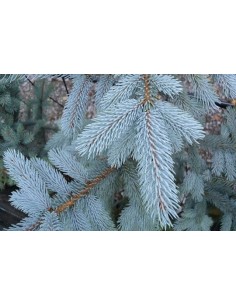 PICEA PUNGENS BLUE DAMOND C35