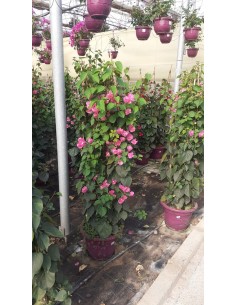 Bougainvillea Pirámide  Planta Trepadora con Floración Vibrante y Forma Elegante | Endanea Garden