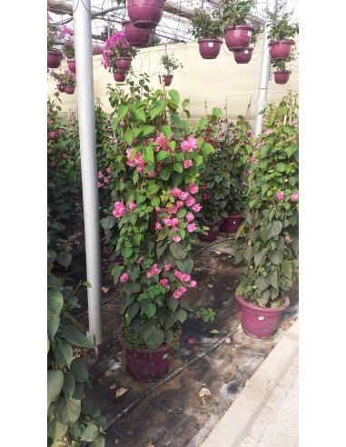 Bougainvillea Pirámide  Planta Trepadora con Floración Vibrante y Forma Elegante | Endanea Garden

