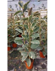 FICUS elastica 1.20m