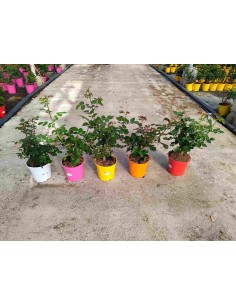 ROSAL GRANDIFLORA  M17