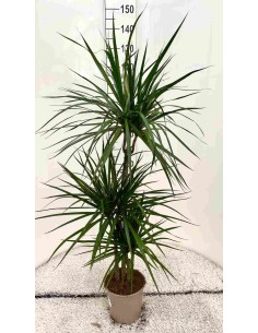 DRACAENA MIX