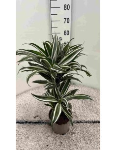 DRACAENA DERMENSIS M20