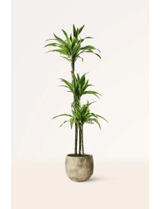 DRACENA LEMON LIME