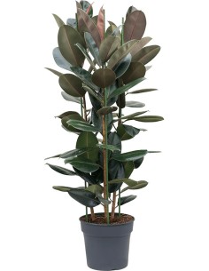 FICUS ELASTICA