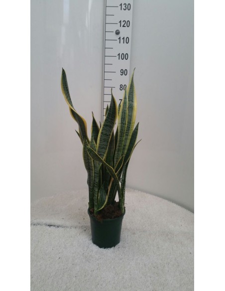 SANSEVERIA M25