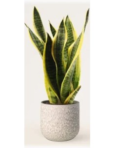 Sansevieria Trifasciata Laurentii M17 Planta de Interior Resistente y Decorativa