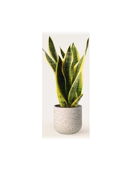 SANSEVIERIA TRIF LAURENTII M17