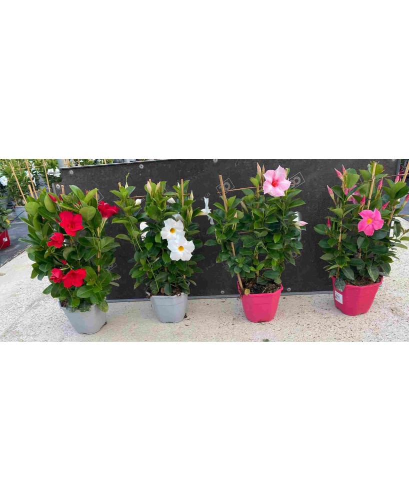Diplademia Espaldera | Planta Trepadora para Muros con Floración Abundante

