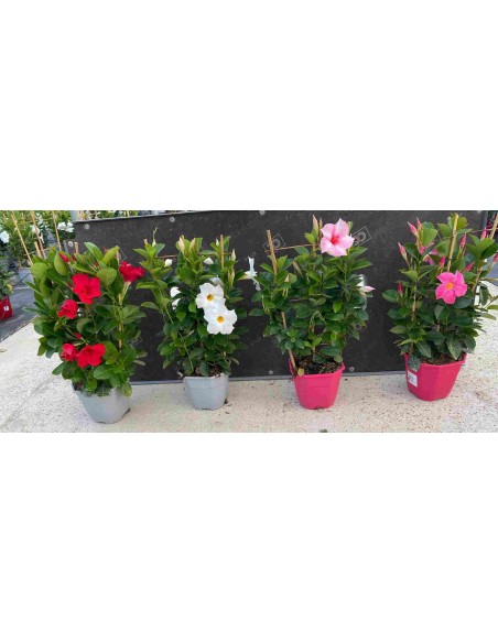 Diplademia Espaldera | Planta Trepadora para Muros con Floración Abundante

