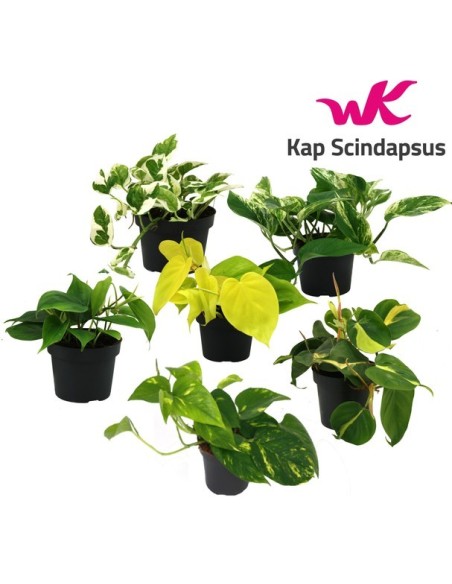 EPIPREMNUM
