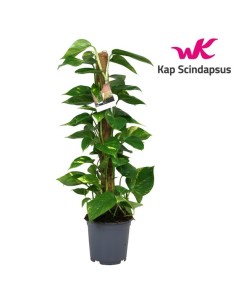 Epipremnum (Pothos)  Planta de Interior Fácil de Cuidar y Decorativa | Endanea Garden