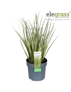 Acorus Gramineus 30 cm  Planta Ornamental para Jardines Acuáticos y Zen