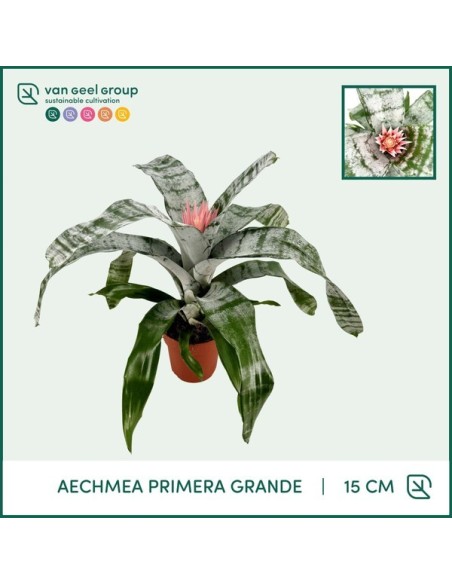 Aechmea Planta Tropical - Decoración Exótica y Fácil Cuidado | Endanea Garden

